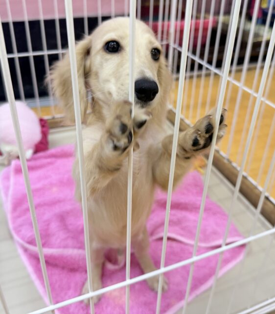 ミニチュアダックス