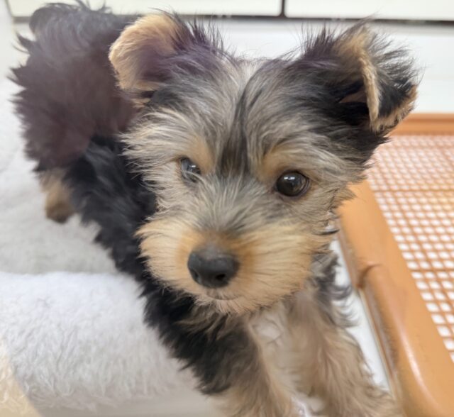 ヨークシャテリア