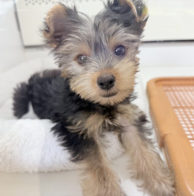 ヨークシャテリア