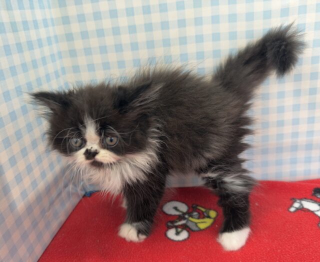 フォールデックス