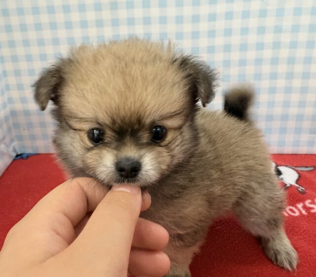 ポメチー（ポメチワ）