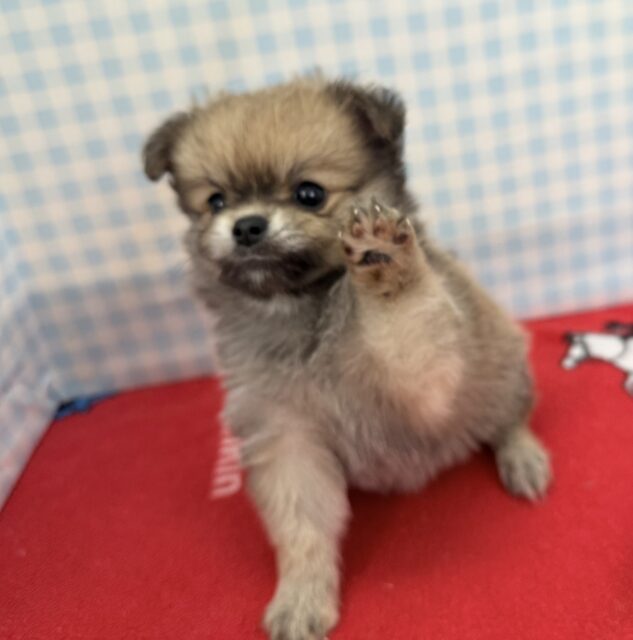 ポメチー（ポメチワ）