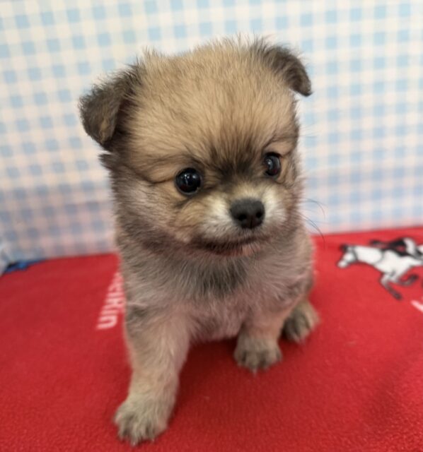 ポメチー（ポメチワ）