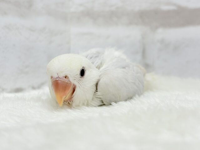 コザクラインコ（小桜インコ）