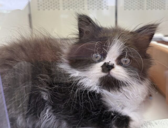 フォールデックス