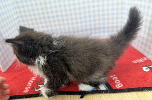 フォールデックス