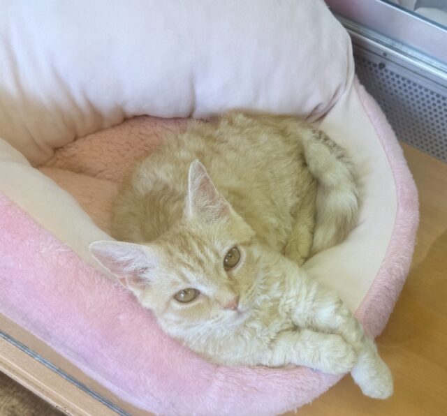 最近画像!抱っこも大好き!甘えん坊のラムキンくん! ラムキン