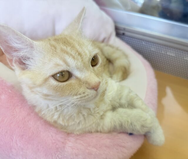 最近画像!抱っこも大好き!甘えん坊のラムキンくん! ラムキン