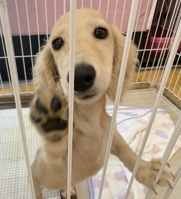 ミニチュアダックス