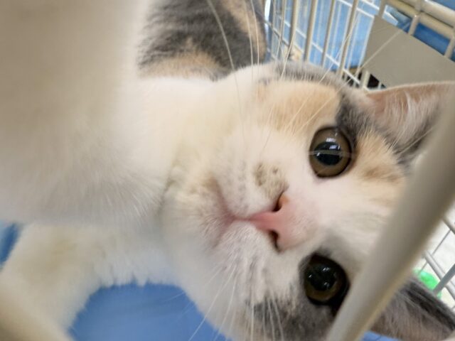 ブリティッシュショートヘア