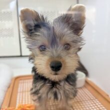 最近画像！キラキラ💖つぶらな瞳のヨーキーくん