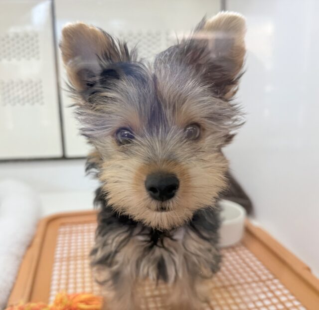 最近画像！キラキラ💖つぶらな瞳のヨーキーくん