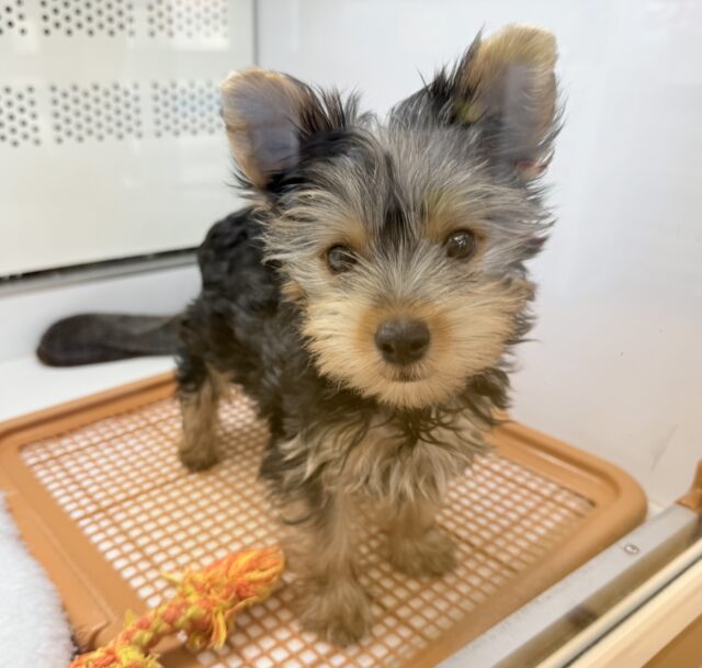 ヨークシャテリア