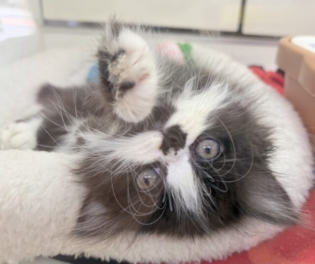 フォールデックス