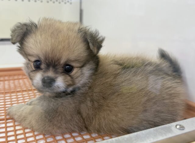 ポメチー（ポメチワ）