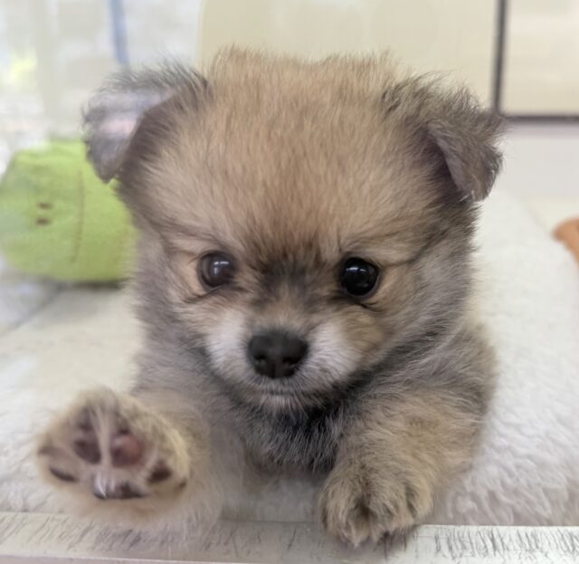 ポメチー（ポメチワ）