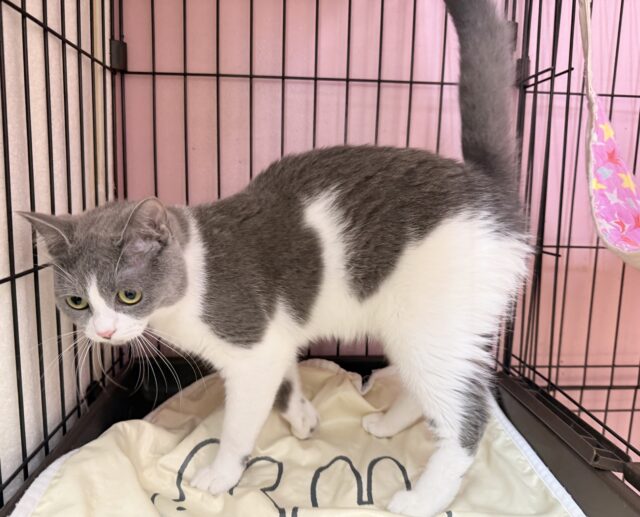 最新画像!お困り顔のマンチカンきたよ💖 マンチカン