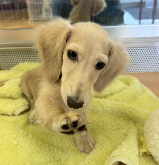 ミニチュアダックス