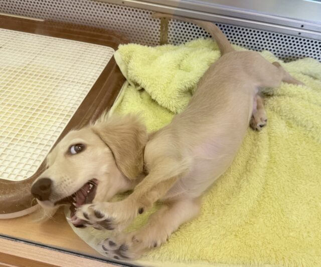 ミニチュアダックス