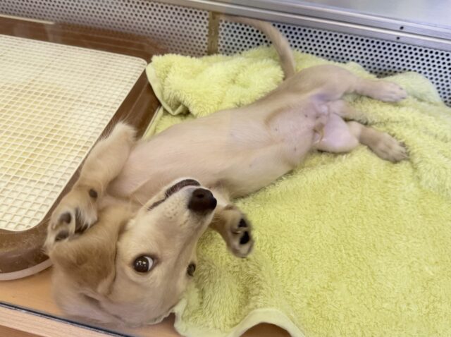 ミニチュアダックス