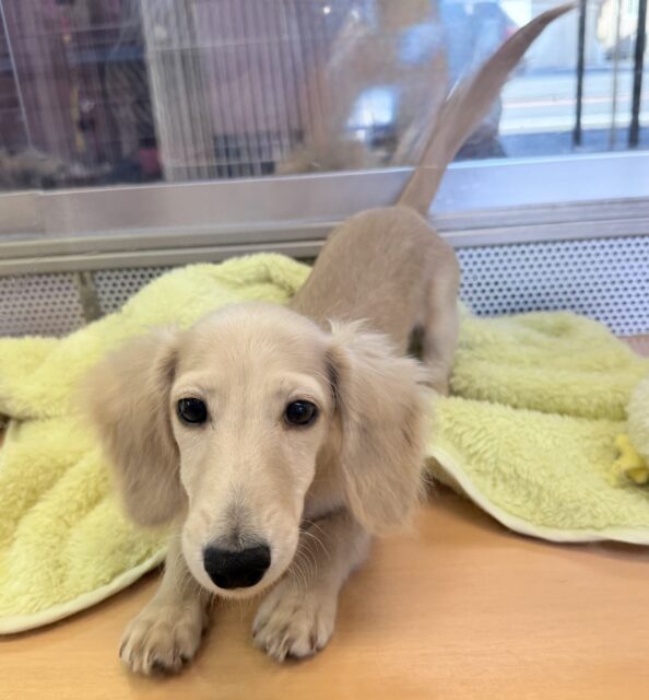 ミニチュアダックス