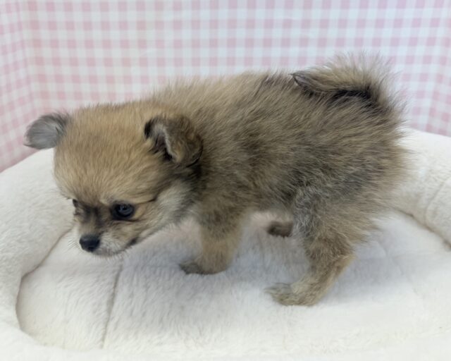 ポメチー（ポメチワ）