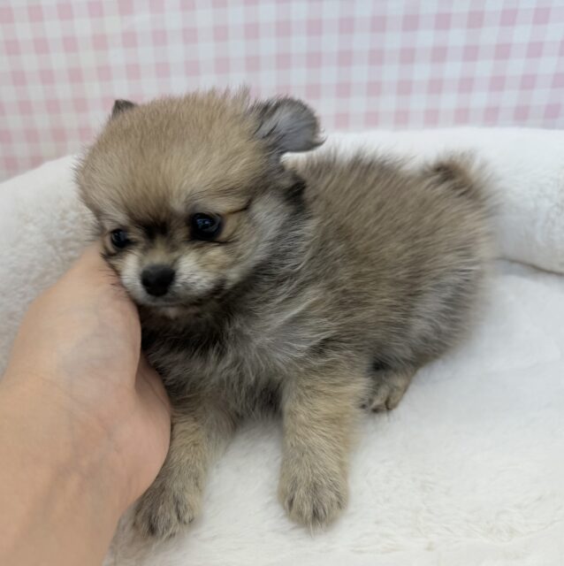 ポメチー（ポメチワ）