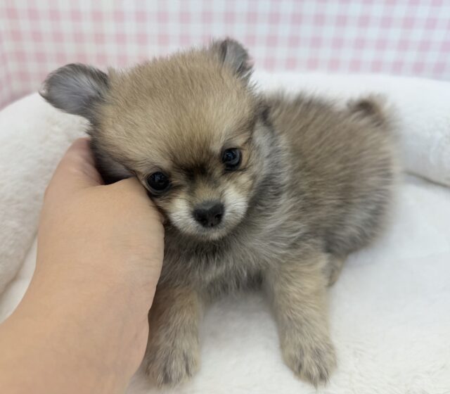 ポメチー（ポメチワ）