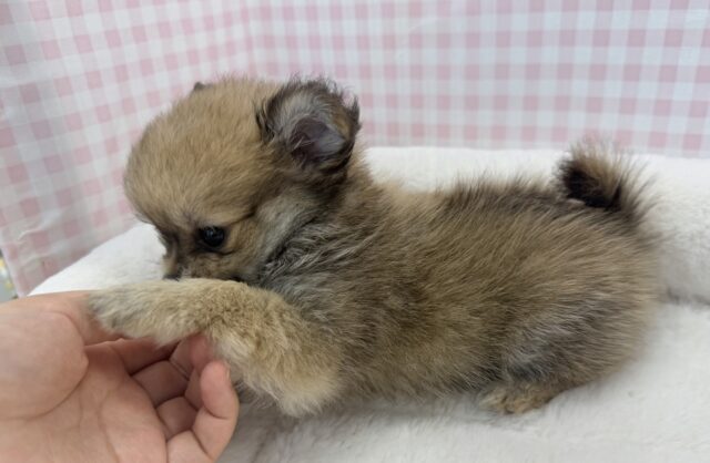 ポメチー（ポメチワ）