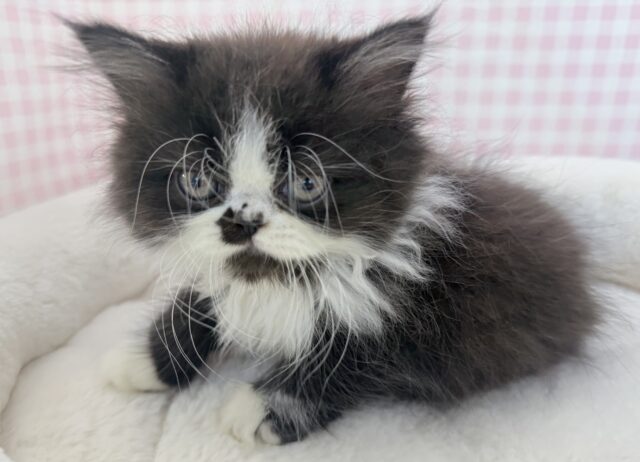 フォールデックス