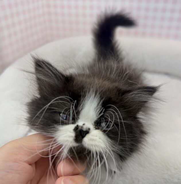 フォールデックス