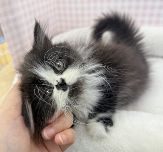 フォールデックス