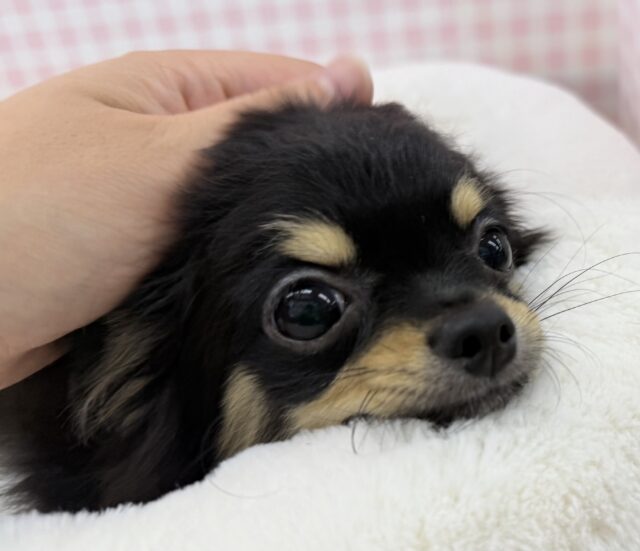 最新画像！元気の塊のようなチワワ来ましたー