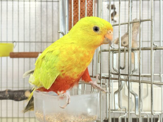 キンショウジョウインコ（キングパロット）