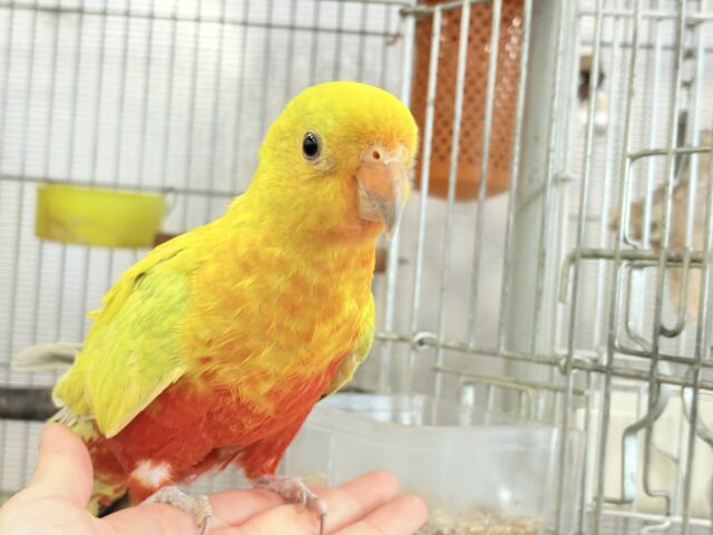 キンショウジョウインコ（キングパロット）