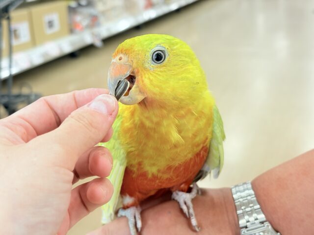 キンショウジョウインコ（キングパロット）