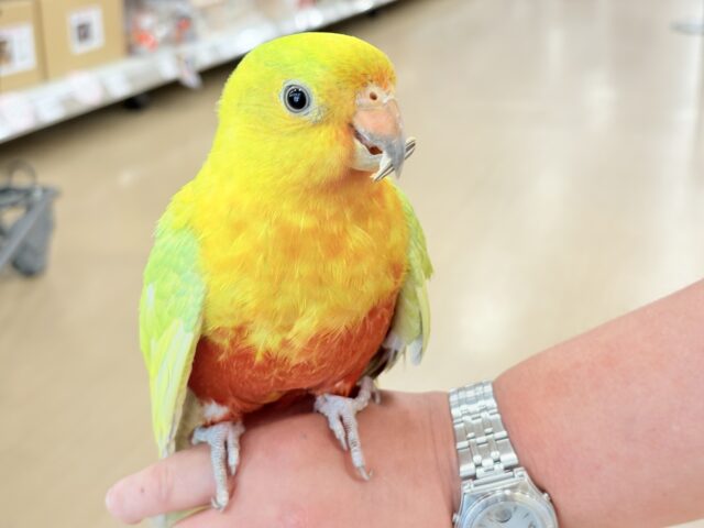 キンショウジョウインコ（キングパロット）