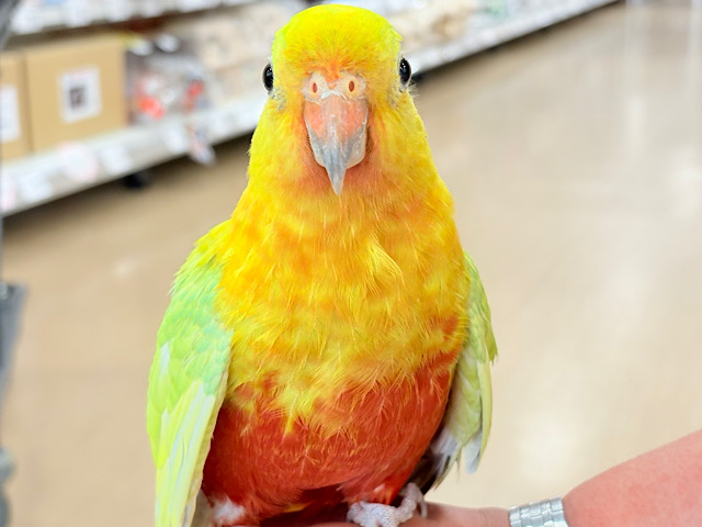 【最新画像更新🪄】初入舎👑キングパロット👑🫧キンショウジョウインコ(イエロー)