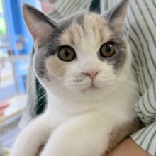 最新画像📷お久しぶり！三毛カラーのブリティッシュちゃん！