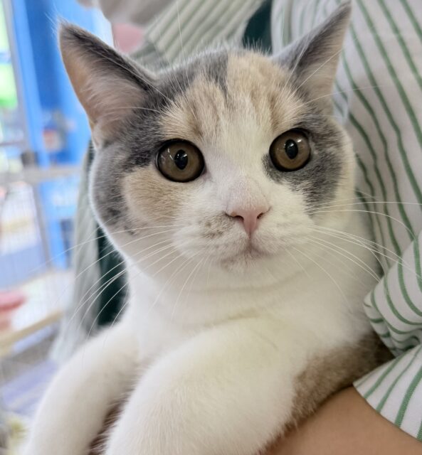 最新画像📷お久しぶり！三毛カラーのブリティッシュちゃん！