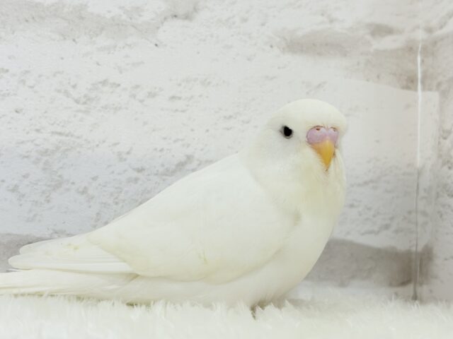 ジャンボセキセイインコ