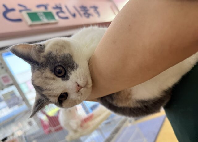 ブリティッシュショートヘア