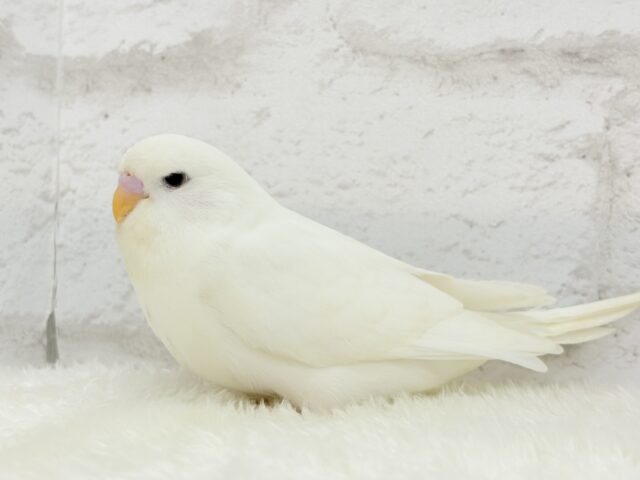 ジャンボセキセイインコ