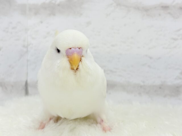 ジャンボセキセイインコ