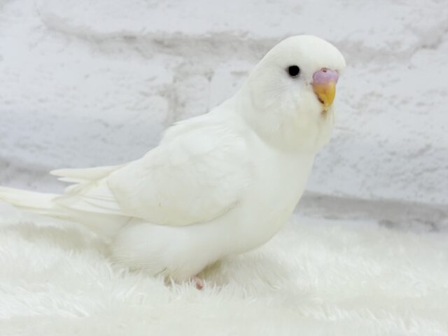 ジャンボセキセイインコ