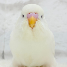 でっかいぞー！！！ジャンボセキセイインコ(ダブルファクター) ヒナ