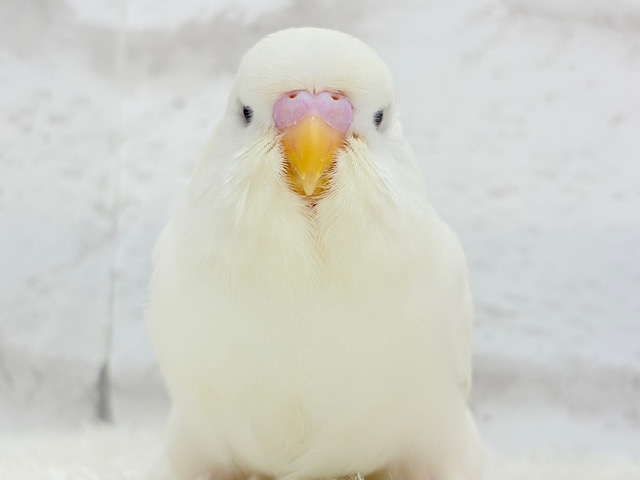 でっかいぞー！！！ジャンボセキセイインコ(ダブルファクター) ヒナ