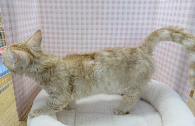 最近画像!抱っこも大好き!甘えん坊のラムキンくん! ラムキン