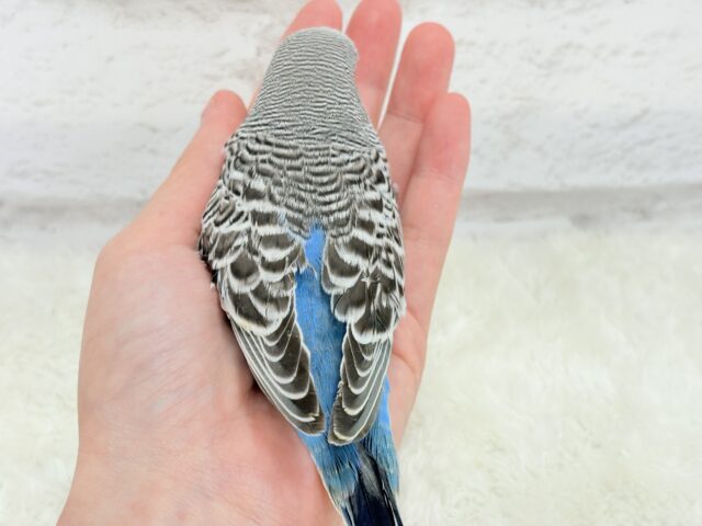 ジャンボセキセイインコ