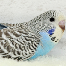 優しいお顔が印象的.*･ﾟジャンボセキセイインコ(ノーマル) ヒナ